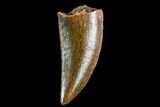 Serrated, Raptor Tooth - Real Dinosaur Tooth #109497-1